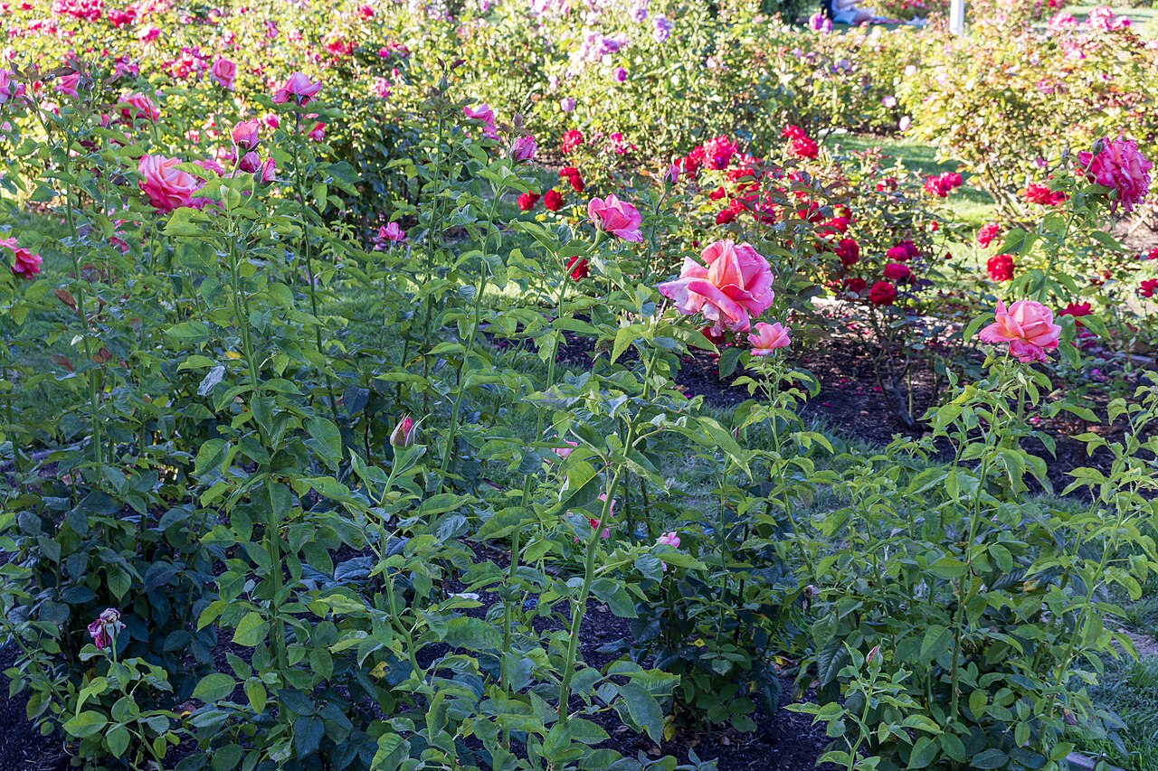 Municipal Rose Garden — Park & playground